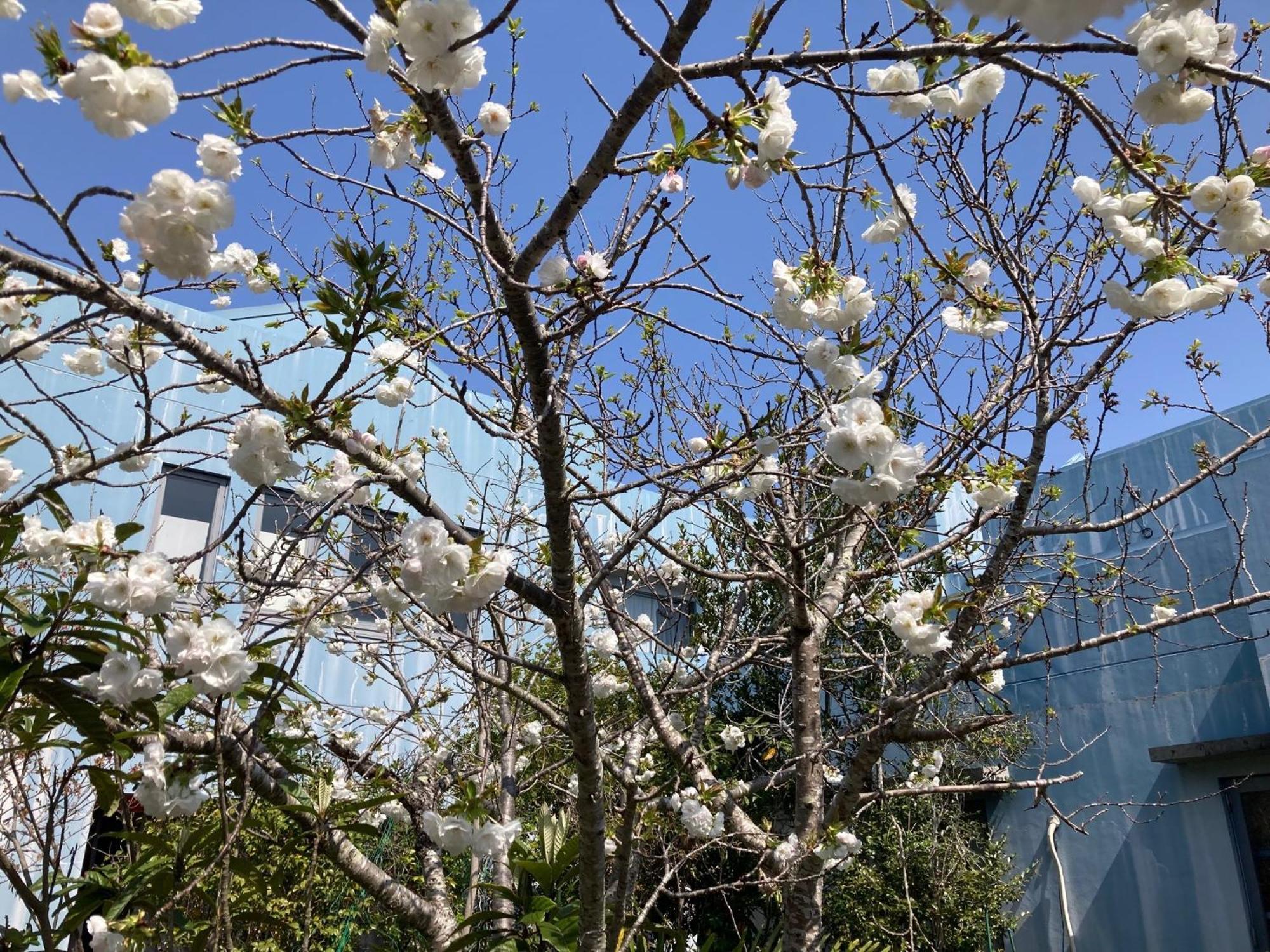 Narita Airport Samurai Hostel Kujukuri Εξωτερικό φωτογραφία